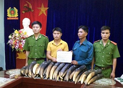 Hành trình phá vụ án vận chuyển hơn 100 kg ngà voi - ảnh 1