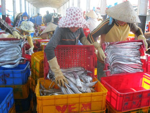 Ngư dân trúng đậm mùa cá hố - ảnh 1