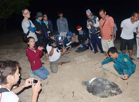 Rùa biển Côn Đảo bị săn bắt, xẻ thịt làm món nhậu