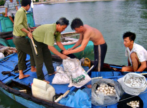 Rùa biển Côn Đảo bị săn bắt, xẻ thịt làm món nhậu