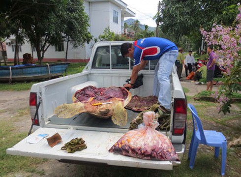 Rùa biển Côn Đảo bị săn bắt, xẻ thịt làm món nhậu 