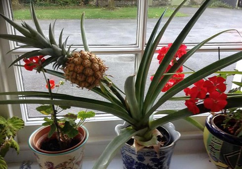 Trồng dứa 6 năm mới ra trái - ảnh 1