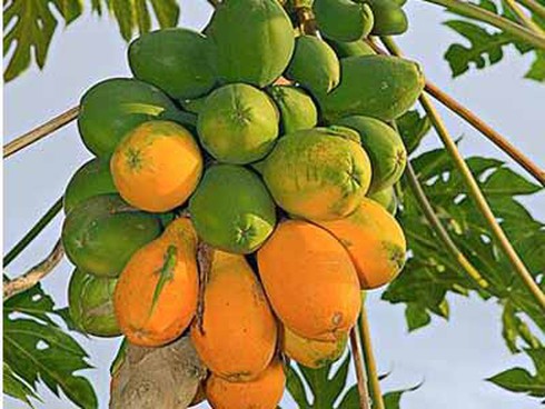 Suýt chết vì uống