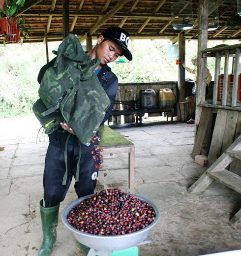 Hái sim rừng cho thu nhập 300.000 đồng/ngày - ảnh 1