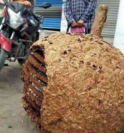 Tổ ong khổng lồ nặng 40kg - ảnh 1