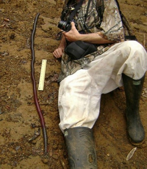 Loài giun khổng lồ sống ở đâu? - ảnh 2