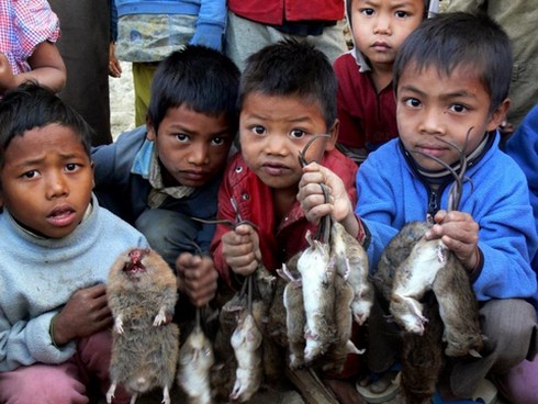 Bí ẩn sau mỗi mùa hoa tre - ảnh 4