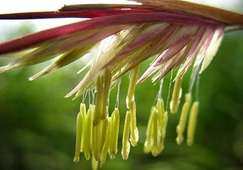 Bí ẩn sau mỗi mùa hoa tre - ảnh 1