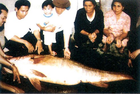 Loài cá đắt khủng khiếp ở Việt Nam, ngư dân nào cũng khao khát bắt được - ảnh 2