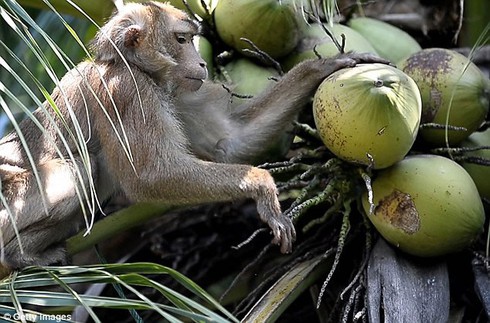 Hãy đến xem hình khỉ hái dừa vô cùng đáng yêu và vui nhộn này! Bạn sẽ được chiêm ngưỡng một khả năng tuyệt vời của chú khỉ, khi nó leo lên dừa và hái trái ngọt ngào một cách khéo léo. Đảm bảo sẽ làm day dứt trái tim của bạn!