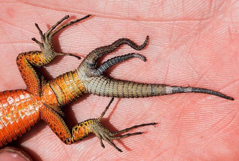 Phát hiện thằn lằn 3 đuôi - ảnh 1