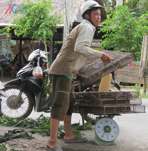 Thịt chuột đồng ra phố - ảnh 3