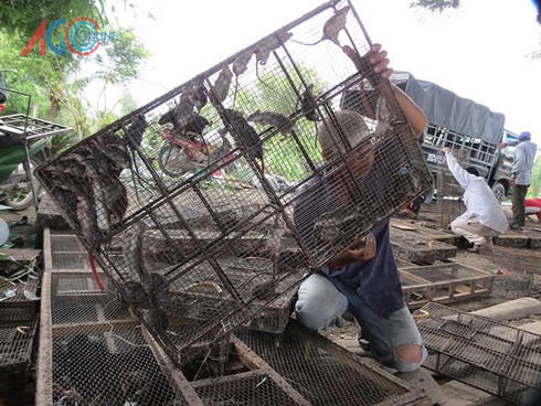 Thịt chuột đồng ra phố - ảnh 4