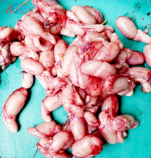 Thịt chuột đồng ra phố - ảnh 1