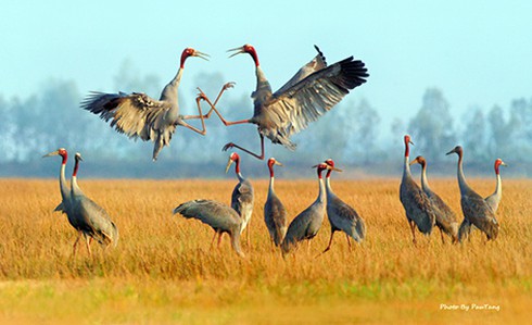 Nhiều trải nghiệm thú vị với vườn quốc gia Tràm Chim - ảnh 1