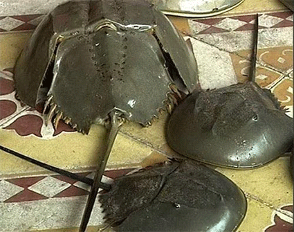 Sùi bọt mép, hôn mê vì ăn so biển - ảnh 1