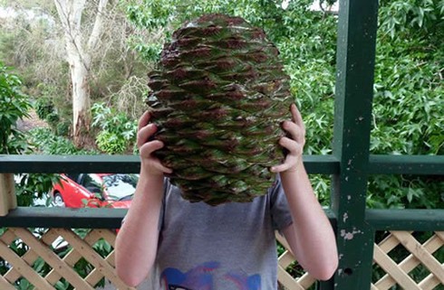 Bị quả thông khổng lồ rơi trúng đầu, đòi bồi thường 5 triệu USD - ảnh 1