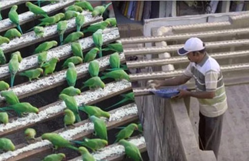 Cho 4.000 con vẹt hoang dã