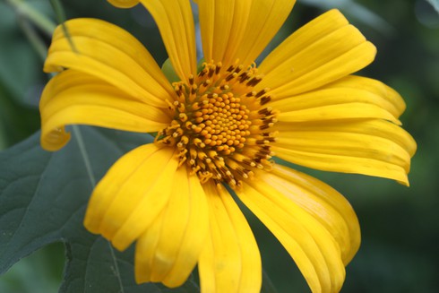 Hoa dã quỳ rực rỡ ở Vườn quốc gia Ba Vì - ảnh 1