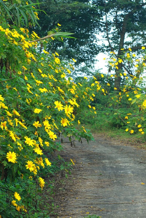 Hoa dã quỳ rực rỡ ở Vườn quốc gia Ba Vì - ảnh 2