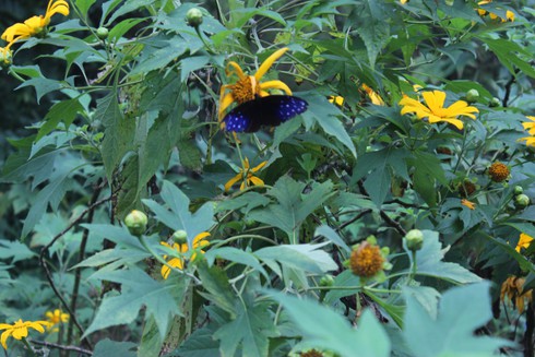 Hoa dã quỳ rực rỡ ở Vườn quốc gia Ba Vì - ảnh 4