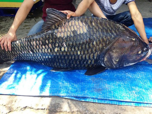 Bắt được cặp cá hô