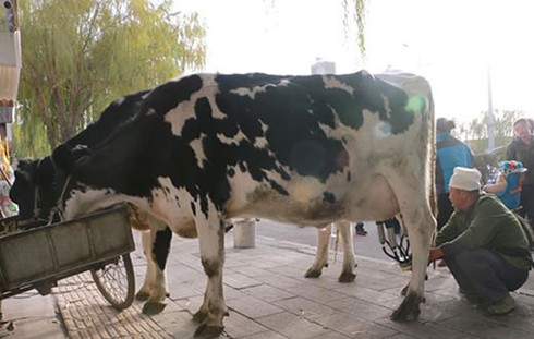 Bán sữa... kiểu Trung Quốc - ảnh 1