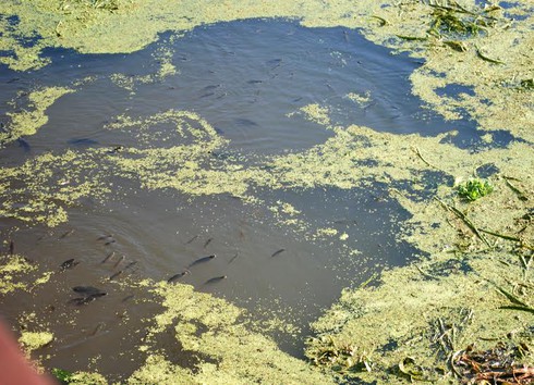 Cá chết trên kênh Tây - ảnh 1