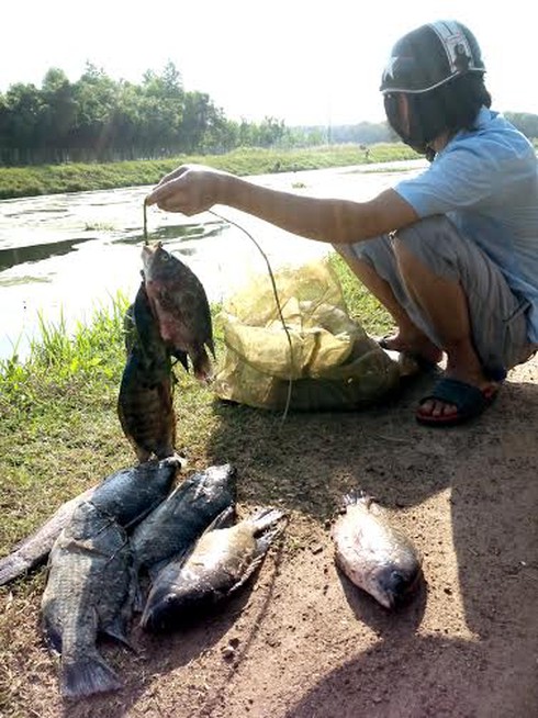 Cá chết trên kênh Tây - ảnh 4