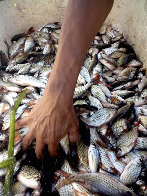 Cá chết trên kênh Tây - ảnh 5