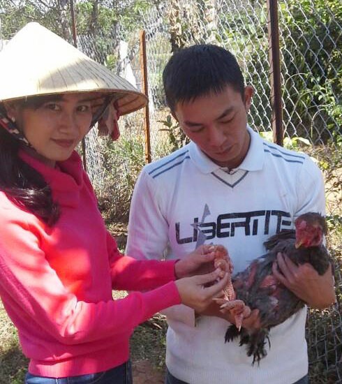 Gà Đông Tảo trên đất Đơn Dương, Lâm Đồng - ảnh 1