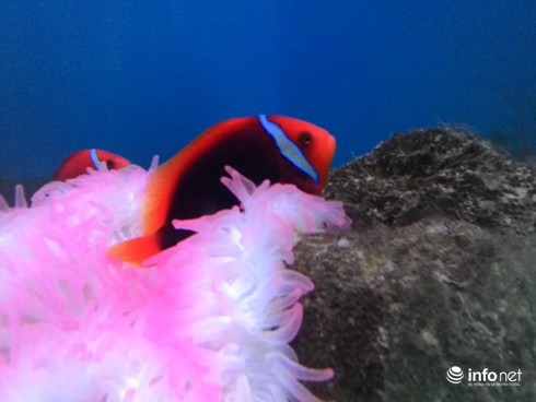 Kinh nghiệm du lịch Nha Trang, Khánh Hòa - ảnh 3