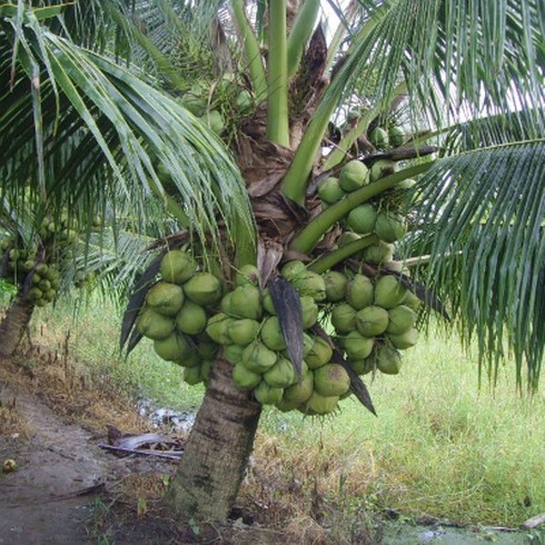 Dừa sáp hơn 200.000 đồng một trái vẫn cháy hàng - ảnh 2