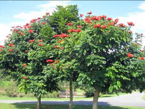 Cây sò đo cam có phải là