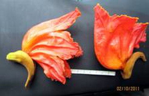 Cây sò đo cam có phải là