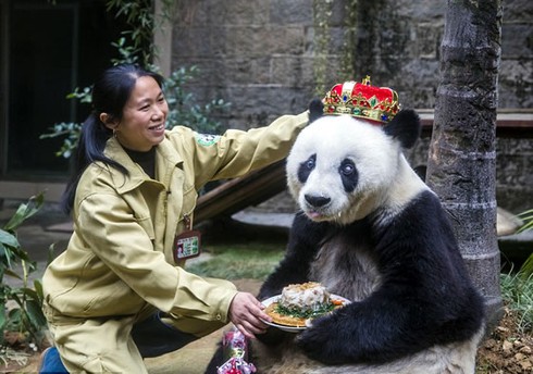 Sinh nhật gấu trúc lớn tuổi thứ hai thế giới - ảnh 1