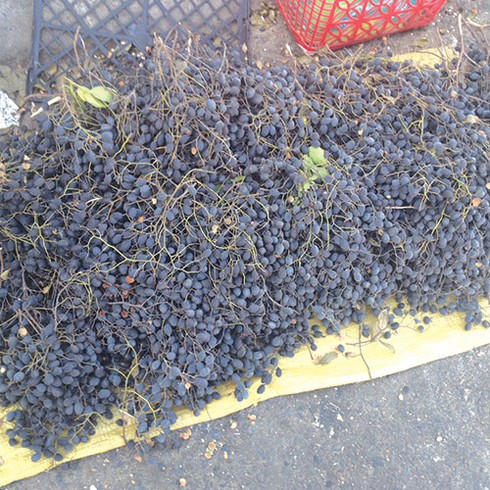 Bất ngờ gặp lại trái xay - ảnh 2