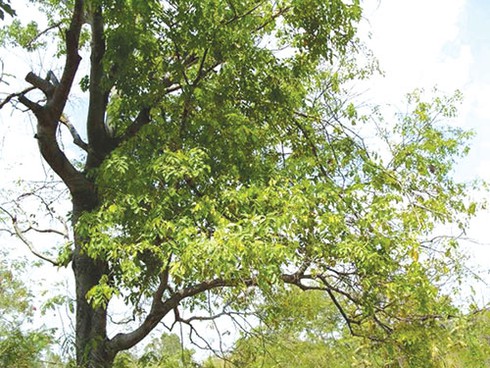 Bất ngờ gặp lại trái xay - ảnh 3