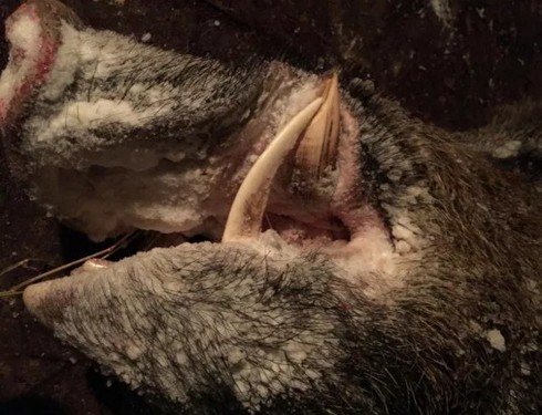 Săn được lợn rừng