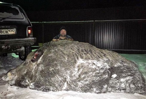 Săn được lợn rừng