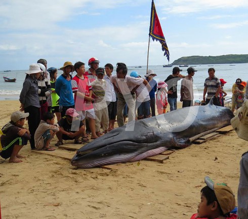 Cá voi chết trôi dạt vào bờ biển Phú Yên - ảnh 2