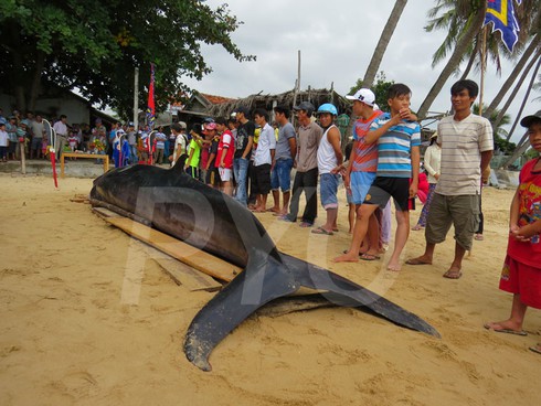 Cá voi chết trôi dạt vào bờ biển Phú Yên - ảnh 1