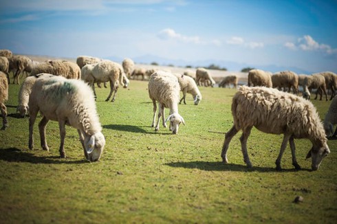 Những đặc sản tuyệt ngon của vùng đất Ninh Thuận - ảnh 3