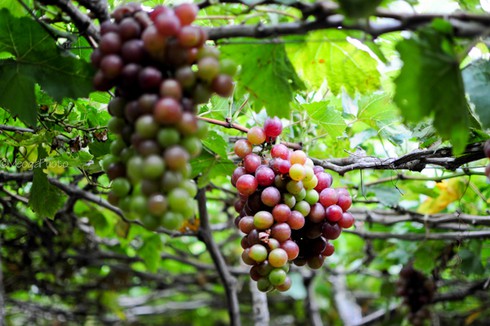 Những đặc sản tuyệt ngon của vùng đất Ninh Thuận - ảnh 4