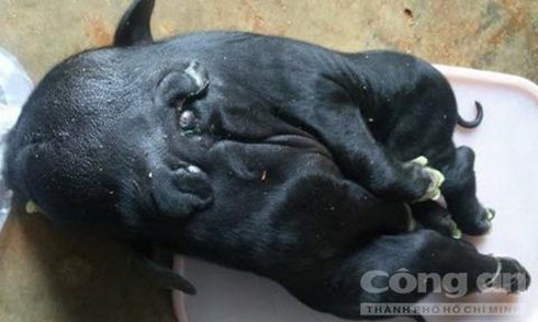 Kỳ lạ chú heo sinh ra có 8 cái chân ở Quảng Bình - ảnh 2