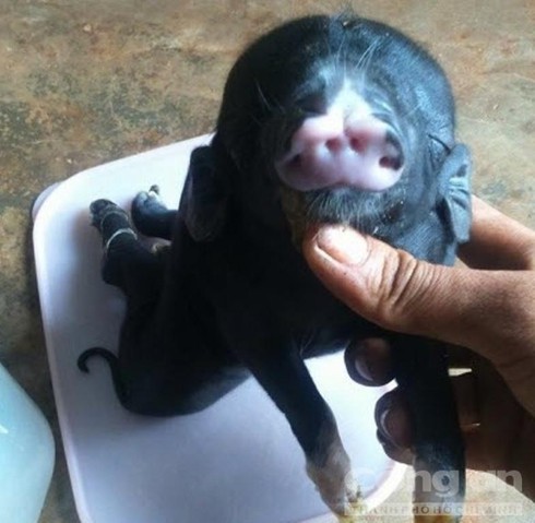 Kỳ lạ chú heo sinh ra có 8 cái chân ở Quảng Bình - ảnh 3