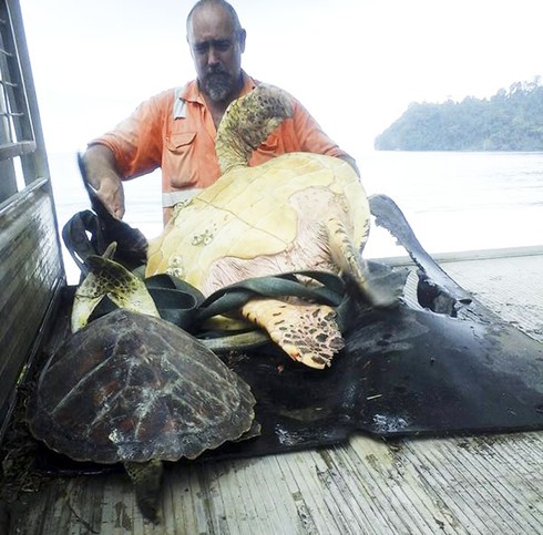 Mua rùa để thả về biển - ảnh 1