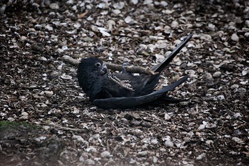 Vẹt cũng biết nghiền thức ăn như người - ảnh 1