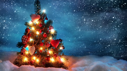 Cây thông Noel có từ bao giờ? - ảnh 1