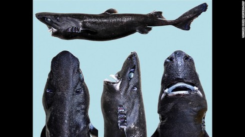 Loài cá mập kỳ lạ có màu da đen tuyền - ảnh 1